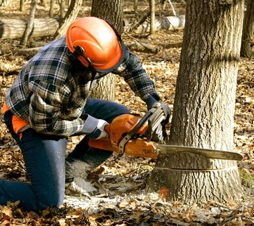 Tree Removal in Tomball, TX